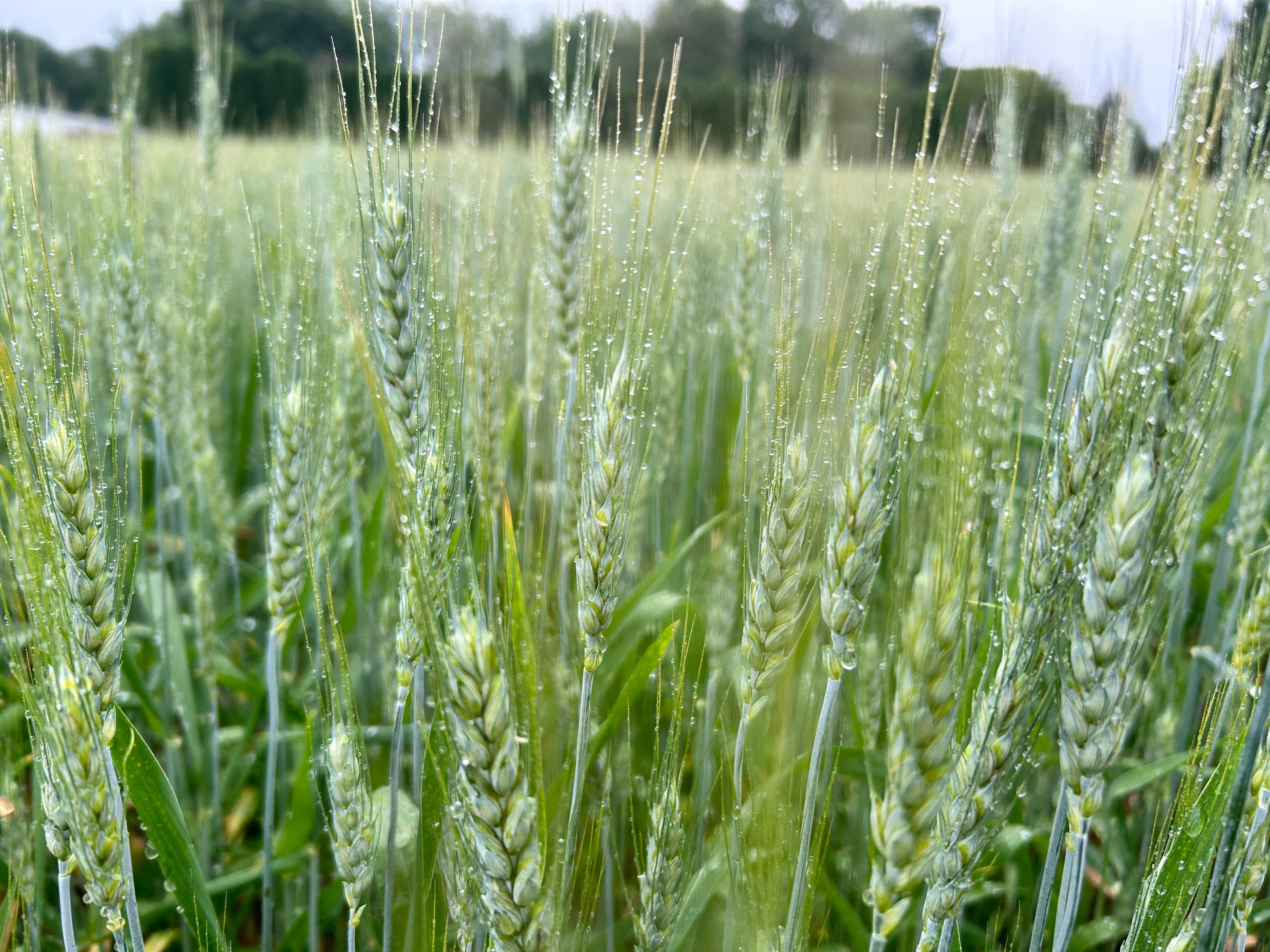 Closeup of wheat growing in a field.